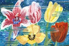 TULIPS-20x-14